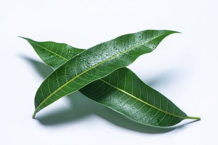 Beautiful green mango leaves isolated on white background with water drops in detail.の写真素材