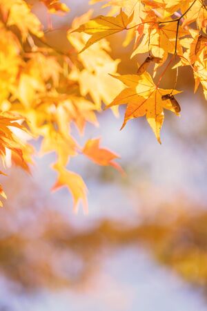 Beautiful maple leaves in autumn sunny day in foreground and blurry background in Kyushu, Japan.