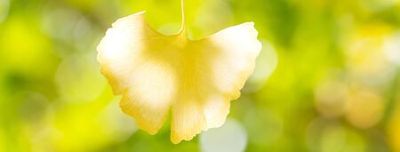 Yellow ginkgo leaf in autumn season on sunny day with sunlight, close up, bokeh blurry background.