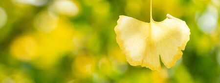 Yellow ginkgo biloba tree leaf in autumn season in sunny day with sunlight, close up, bokeh blurry...
