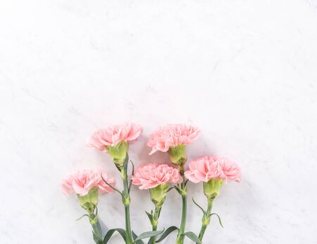Beautiful, elegant pink carnation flower over bright white marble table background, concept of Mother's Day flower gift, top view, flat lay, overheadの写真素材
