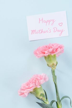 Beautiful, elegant pink carnation flower over bright light blue table background, concept of Mother's Day flower gift, top view, flat lay, overheadの写真素材