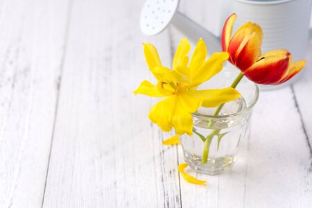 Tulip flower arrangement in glass vase with heart greeting, watering can decor on wooden table...