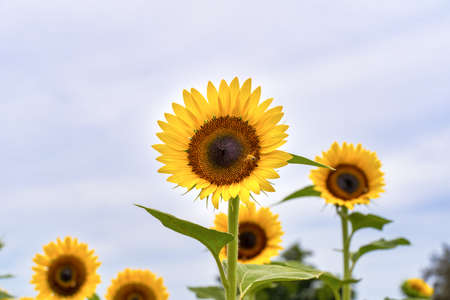 Realistic beautiful yellow sunflower plant landscape in the farm garden field with blue sky with cloudy day, close up shot, outdoor lifestyles.の写真素材