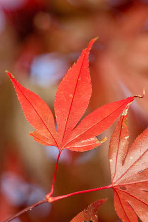 Beautiful maple leaves in autumn sunny day at foreground and blurry background in Taiwan, with no...