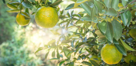 Fresh ripe tangerine mandarin orange on the tree in the orange garden orchard with backlight of sun.