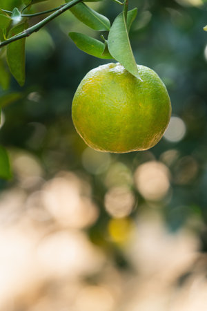Fresh ripe tangerine mandarin orange on the tree in the orange garden orchard with backlight of sun.の写真素材