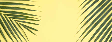 Top view of tropical palm leaves branch isolated on bright yellow background with copy space.の写真素材