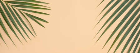 Top view of tropical palm leaves branch isolated on bright orange background with copy space.