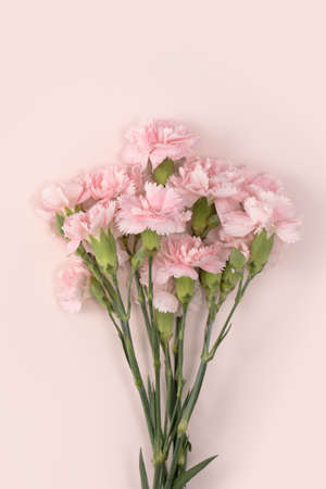 Design concept of Mother's day holiday greeting design with carnation bouquet on pastel pink table backgroundの写真素材