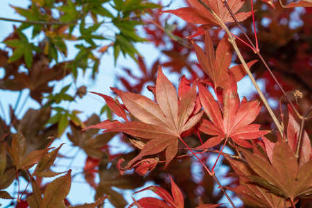 Close up of beautiful maple leaves in autumn sunny day in Taiwan with no people copy space.