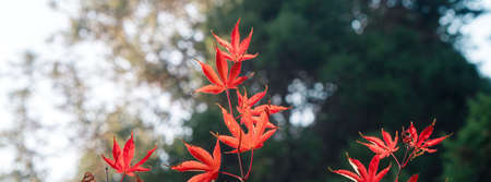 Close up of beautiful maple leaves in autumn sunny day in Taiwan with no people copy space.