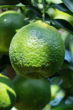 Fresh ripe tangerine mandarin orange on the tree in the orange garden orchard with backlight of sun.の写真素材