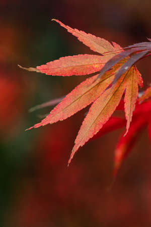Close up of beautiful maple leaves in autumn sunny day in Taiwan with no people copy space.