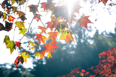 Close up of beautiful maple leaves in autumn sunny day in Taiwan with no people copy space.