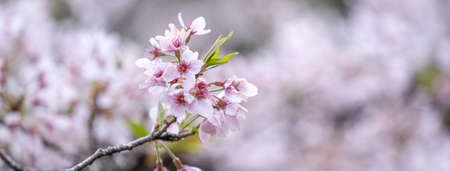 Beautiful Yoshino (Tokyo) Sakura Cherry Blossom in springtime is blooming Alishan National Forest...