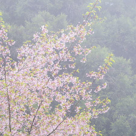 Beautiful Yoshino (Tokyo) Sakura Cherry Blossom in springtime is blooming Alishan National Forest Recreation Area in Taiwan.の写真素材