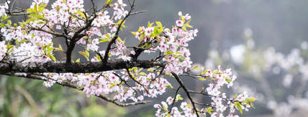 Beautiful Yoshino (Tokyo) Sakura Cherry Blossom in springtime is blooming Alishan National Forest...
