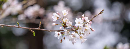 Beautiful Yoshino (Tokyo) Sakura Cherry Blossom in springtime is blooming Alishan National Forest...