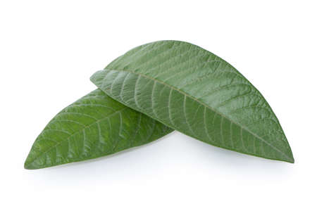 Green fresh mango leaves isolated on white background, beautiful vein texture in detail. Clipping path, cut out, close up, macro. Tropical concept.の写真素材