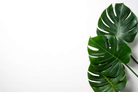 Top view of tropical palm leaves branch isolated on white background with copy space.