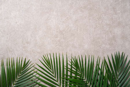Top view of tropical palm leaves branch isolated on dark gray background with copy space.の写真素材