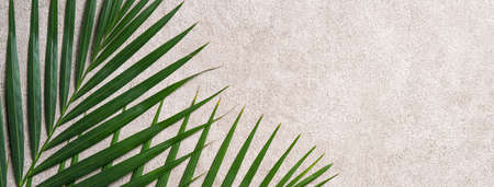 Top view of tropical palm leaves branch isolated on dark gray background with copy space.の写真素材