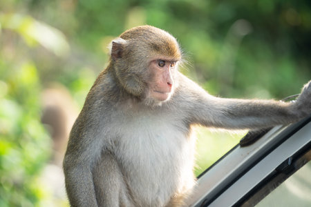Wild Formosan macaque, Formosan rock monkey also named Taiwanese macaque in Taiwan are eating and...