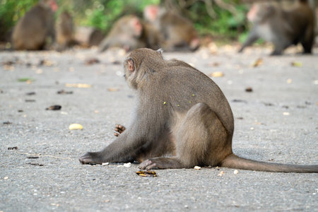 Wild Formosan macaque, Formosan rock monkey also named Taiwanese macaque in Taiwan are eating and...