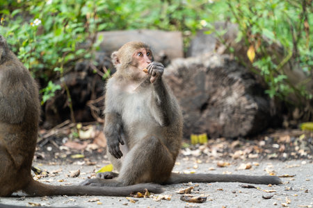 Wild Formosan macaque, Formosan rock monkey also named Taiwanese macaque in Taiwan are eating and...