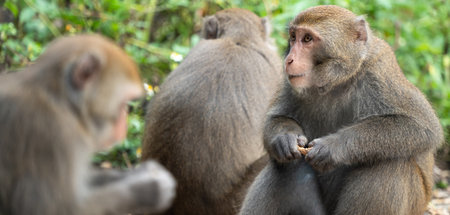 Wild Formosan macaque, Formosan rock monkey also named Taiwanese macaque in Taiwan are eating and...