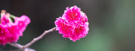 Beautiful Yae Sakura Cherry Blossom blooming in Taiwan in springtime.