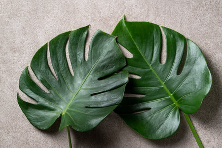 Top view of tropical palm monstera leaves isolated on gray background with copy space.の写真素材
