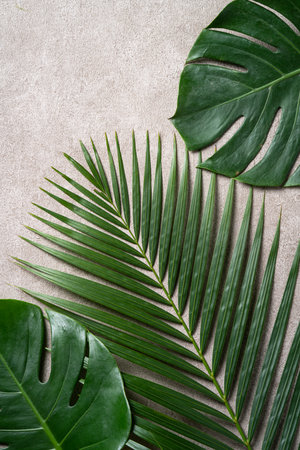 Top view of tropical palm monstera leaves isolated on gray background with copy space.の写真素材