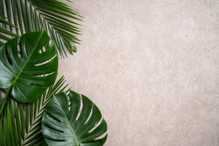 Top view of tropical palm monstera leaves isolated on gray background with copy space.の写真素材