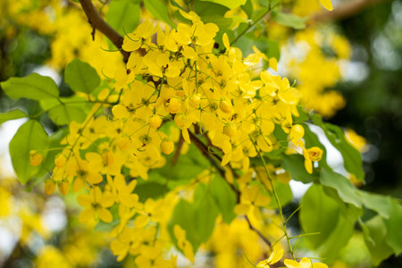 Beautiful Cassia fistula golden shower, golden rain flowers blooming on the tree in Taiwan.の写真素材