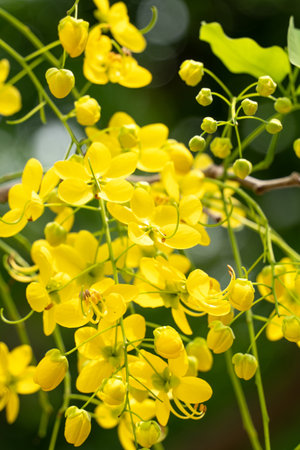 Beautiful Cassia fistula golden shower, golden rain flowers blooming on the tree in Taiwan.の写真素材