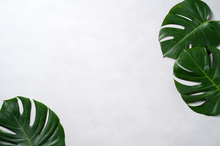 Top view of tropical palm monstera leaves isolated on gray background with copy space.の写真素材