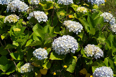 Beautiful pastel blue and purple hydrangea flower plant in a natural garden in sunny day.の写真素材