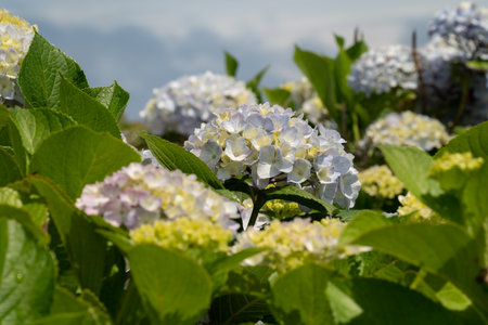 Beautiful pastel blue and purple hydrangea flower plant in a natural garden in sunny day.の写真素材