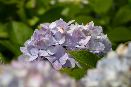 Beautiful pastel blue and purple hydrangea flower plant in a natural garden in sunny day.の写真素材