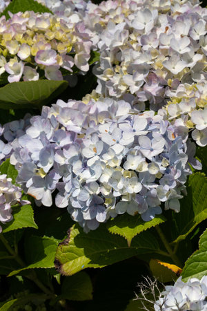 Beautiful pastel blue and purple hydrangea flower plant in a natural garden in sunny day.の写真素材