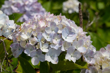 Beautiful pastel blue and purple hydrangea flower plant in a natural garden in sunny day.の写真素材