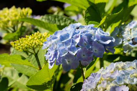 Beautiful pastel blue and purple hydrangea flower plant in a natural garden in sunny day.の写真素材