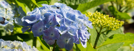 Beautiful pastel blue and purple hydrangea flower plant in a natural garden in sunny day.の写真素材