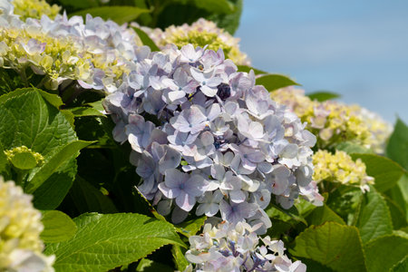 Beautiful pastel blue and purple hydrangea flower plant in a natural garden in sunny day.の写真素材