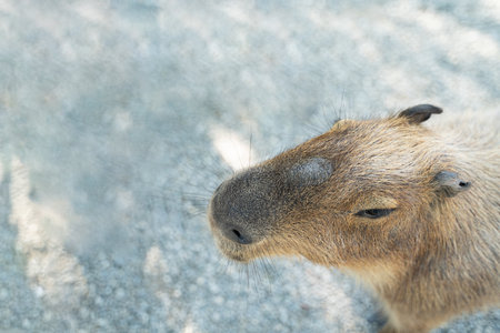 Cute capybara (the biggest mouse) walking and eating in Taiwan.の写真素材