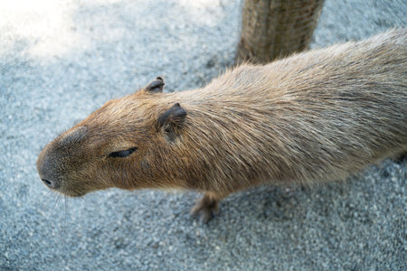 Cute capybara (the biggest mouse) walking and eating in Taiwan.の写真素材