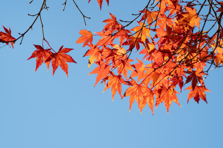 Beautiful maple leaves on the tree in autumn sunny day in Japan.の写真素材