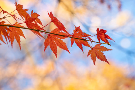 Beautiful maple leaves on the tree in autumn sunny day in Japan.の写真素材